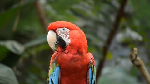 Cute Parrot natural background Videos