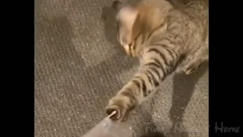 Funny cat video enjoy