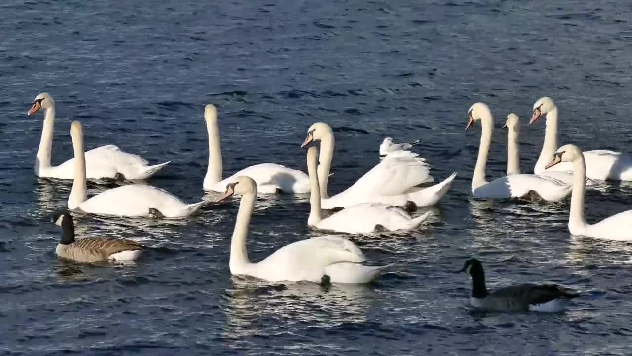 Beautiful Ducks Swimming on the Sea