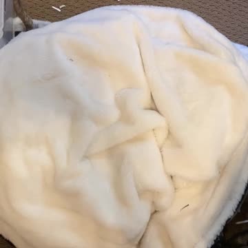 My dog loves being under a blanket and shes so stinking cute!!!