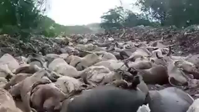 More dead cattle, this went stop [they] want famine across the world!