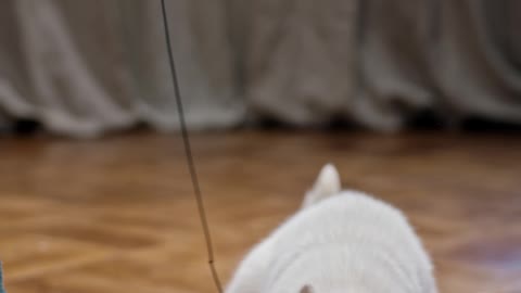 playing-bait-with-a-cat-