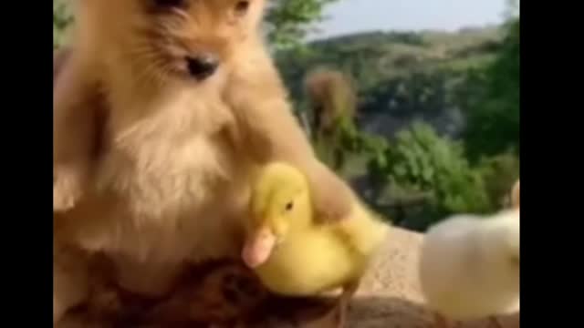 Short dog and duck video