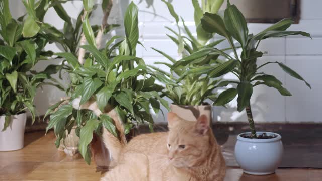 New place new kitten