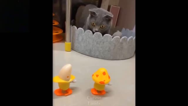 Cat Getting Scared | Funny Video | Cat got Scared from Toys.