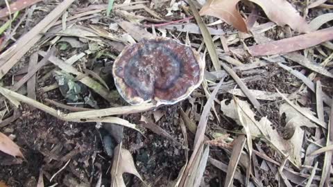 Possible oyster mushroom