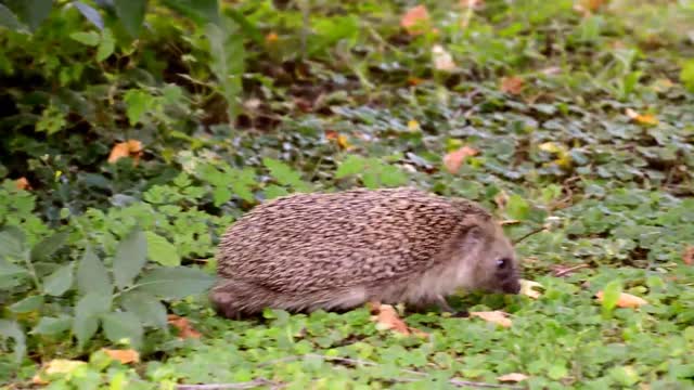 Hedgehog