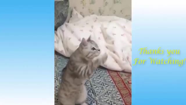 Funny Animals Cute Pets/ TRY NOT TO LAUGH/ Compilation #3