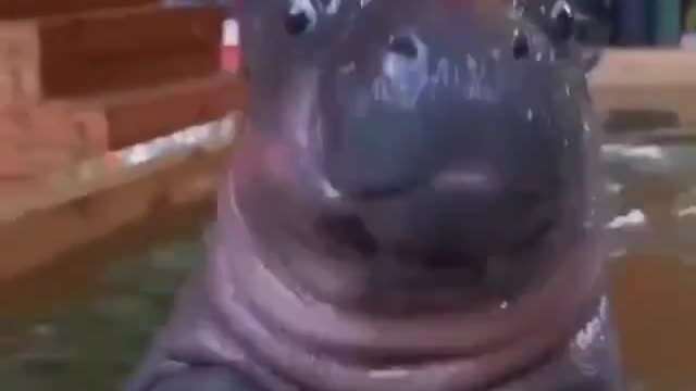 I love you baby hippo I love yo