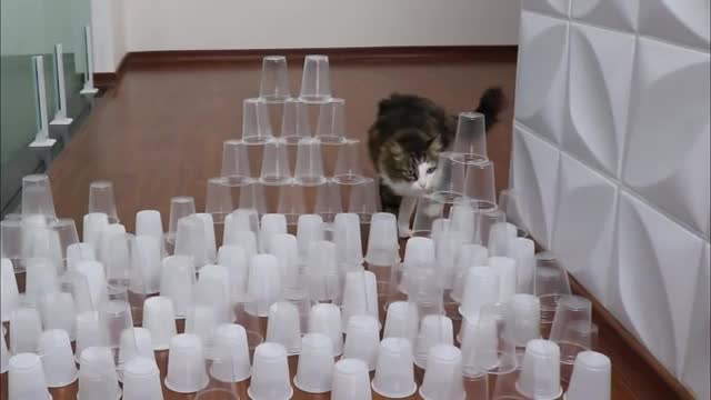 Cup Obstacle Challenge CAT vs DOG how win