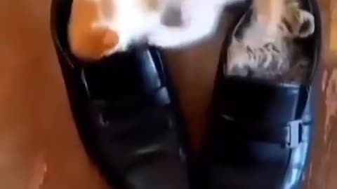 Smart kitten trying to make shoe his bed