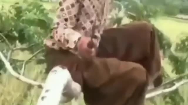 PEOPLE CUT TREES,FALL FROM THE TREE