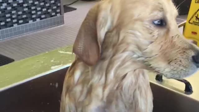 Golden Retriever Puppy Unenthused By Bath Time