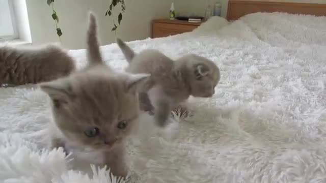 Scottish kittens.