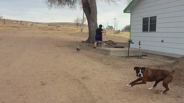 Teen getting chased by a chicken. So so funny.