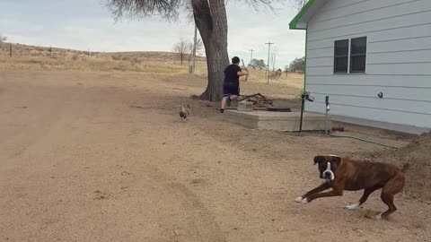 Teen getting chased by a chicken. So so funny.