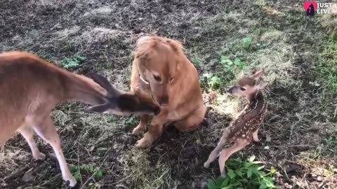 Orphan Baby deer grew up with a dog! After years, she brought her fawns to the dog