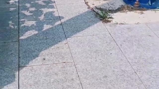 Funniest and Cutest Puppies