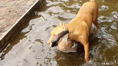 Animal Buddies Play in the Pool