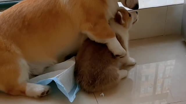 Dogs are part of your life. And you are his life.