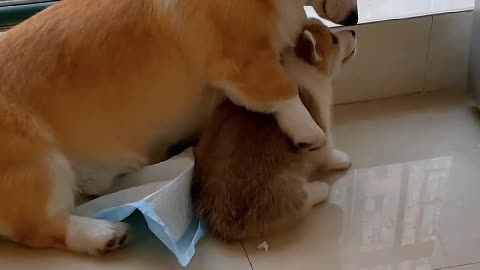 Dogs are part of your life. And you are his life.