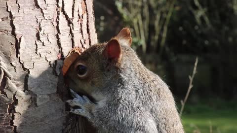 Forest squirrels. Looks great