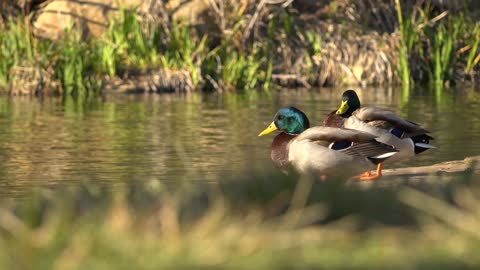 A duck pair are doing peerning into feathers