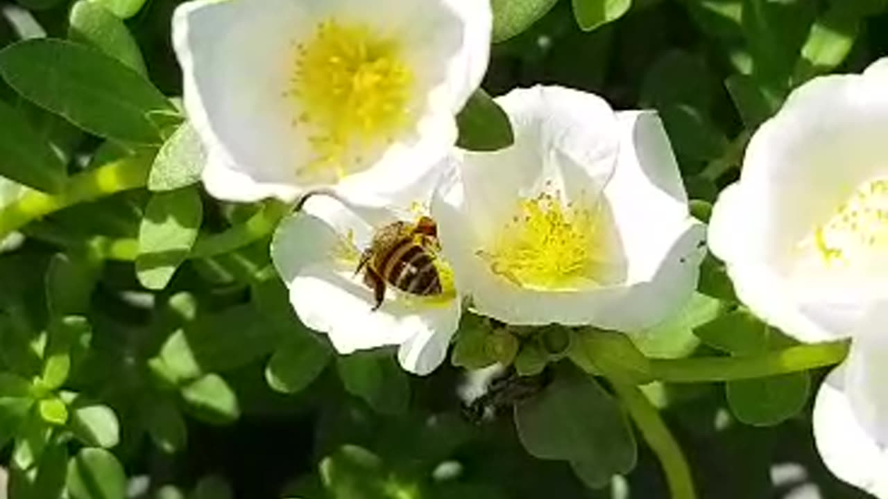 Playful bee 🐝