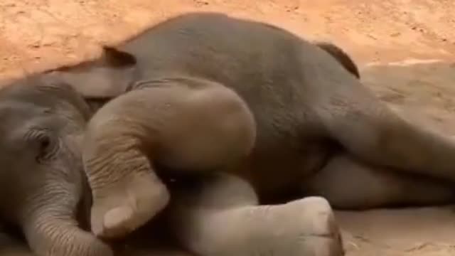 Cutest little baby elephant 😍❤️