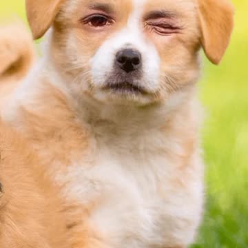 Funny Dog🤓🤓 Funny animals video