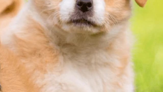 Funny Dog🤓🤓 Funny animals video
