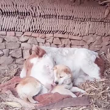 Dog Becomes Best Friends With A Cow
