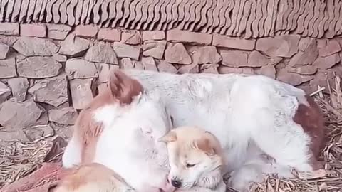 Dog Becomes Best Friends With A Cow