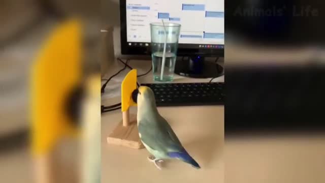 Cute parrot knows how to play basketball