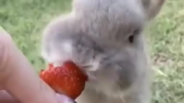 Cute baby video