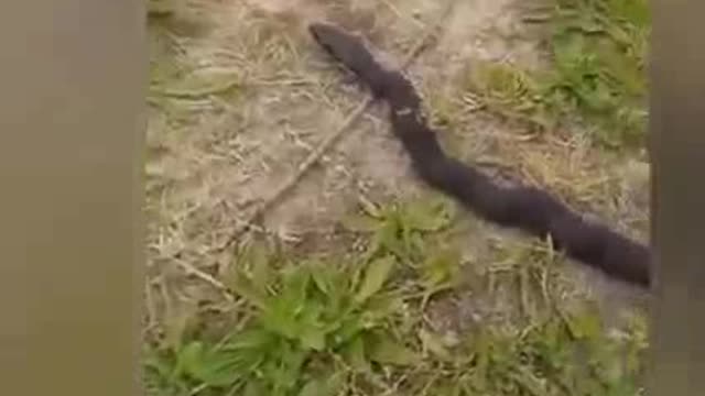 Funny Hen and sneak video.