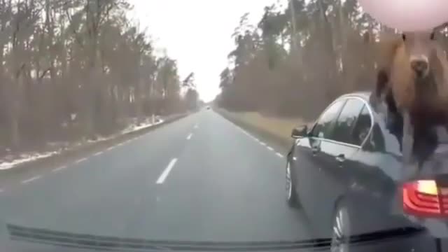 deer invade lane and crash into car