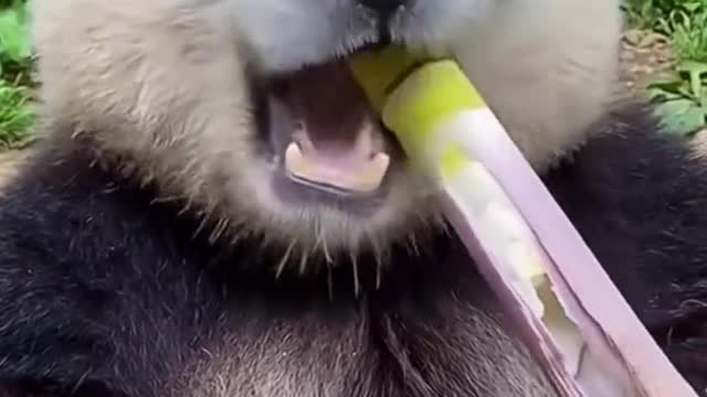 ASMR ! Panda sedang memakan sebatang bambu.