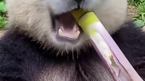 ASMR ! Panda sedang memakan sebatang bambu.