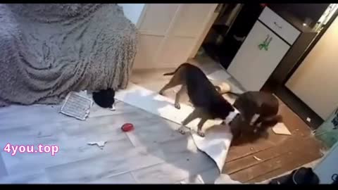 Dogs diligently laid linoleum for the arrival of the owner from work.