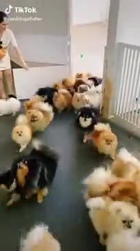 Aww So Cute Baby Pomeranian Dogs 😍😍