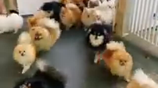 Aww So Cute Baby Pomeranian Dogs 😍😍