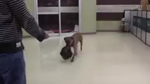 Top 10 most funny dog breeds on earth