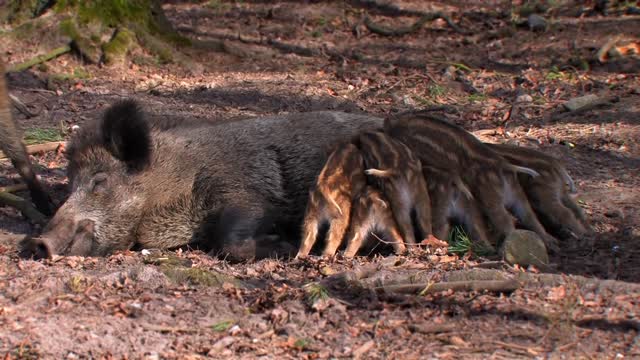 The Lynx - Spectacular Wildlife and a rare Hunter in the Bohemian Forest