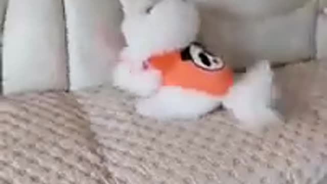 puppy playing