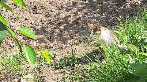 Cute stray cat snoozing.