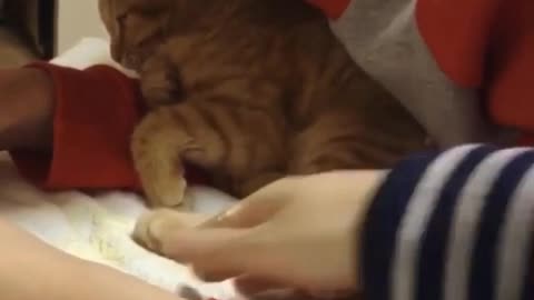 I have accompanied you throughout your life