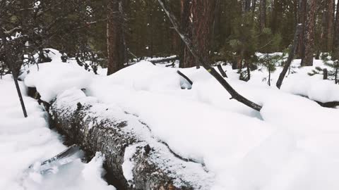 Winter Backcountry Safety in Yellowstone