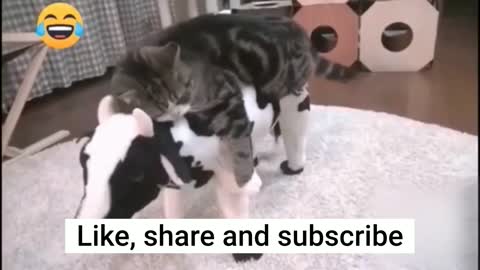 Funny pet videos'