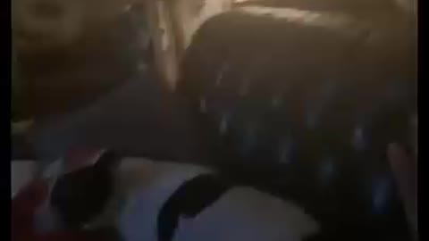 Why did i choose a weird dog 🤦‍♂️